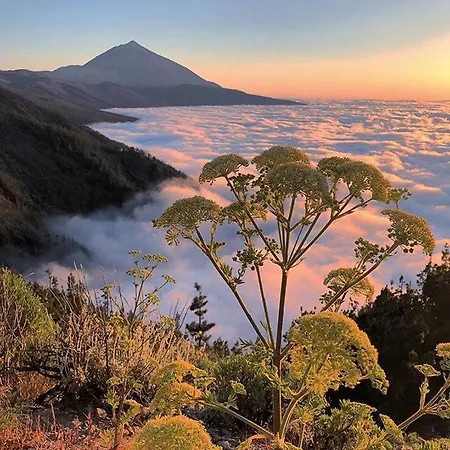 Appartement Ponderosa Tenerife *
